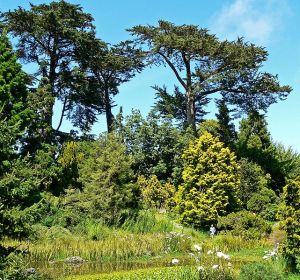 641px-San_Francisco_Botanical_Garden_cypresses